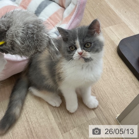 福岡県のエキゾチック (ペットプラス ららぽーと福岡店/2026年3月1日生まれ/女の子/ダイリュートキャリコ)の子猫の3枚目の画像