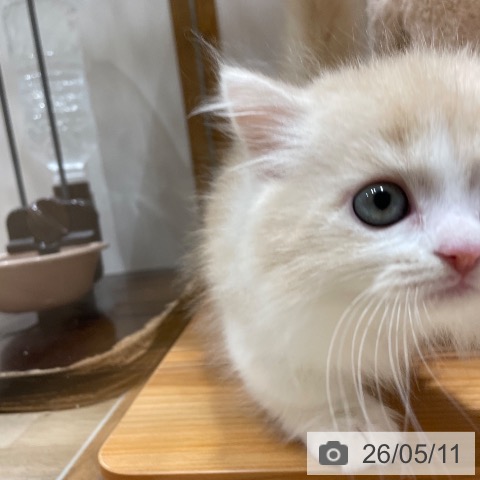マンチカンの写真