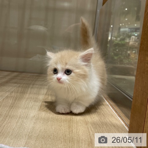マンチカンの写真