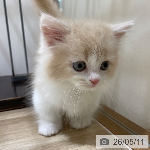 マンチカンの写真