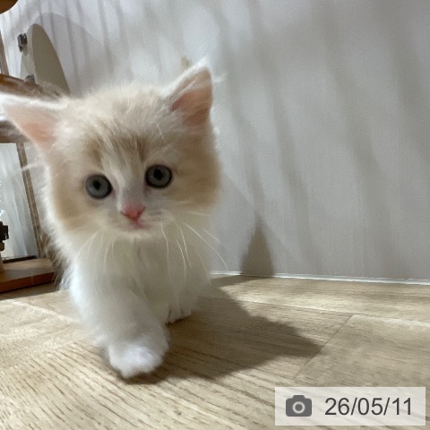 マンチカンの写真