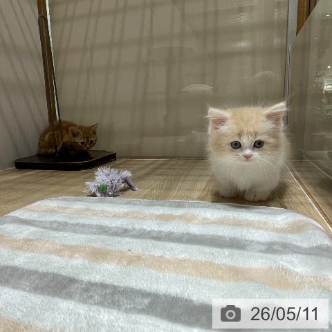 マンチカンの写真
