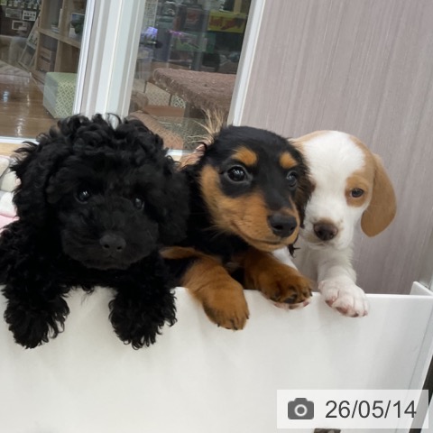 福島県のビーグル (ペットプラス 福島店/2026年3月11日生まれ/女の子/レモンホワイト)の子犬の4枚目の画像