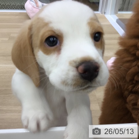 福島県のビーグル (ペットプラス 福島店/2026年3月11日生まれ/女の子/レモンホワイト)の子犬の3枚目の画像