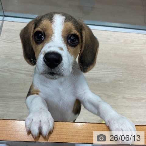 千葉県のビーグル (ペットプラス 柏店/2026年3月11日生まれ/女の子/ブラックタンホワイト)の子犬の4枚目の画像