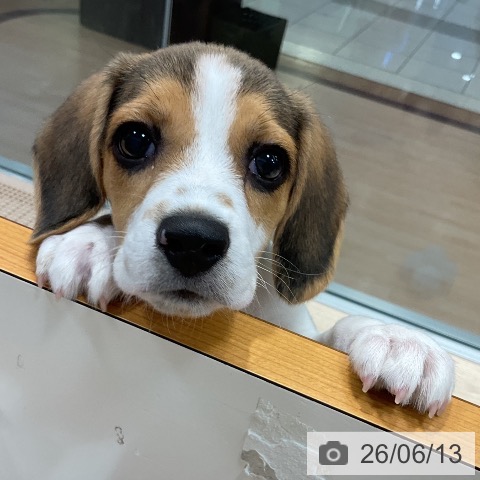 千葉県のビーグル (ペットプラス 柏店/2026年3月11日生まれ/女の子/ブラックタンホワイト)の子犬の3枚目の画像