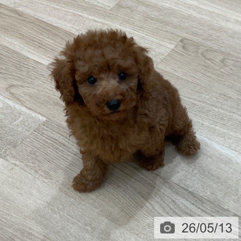 長野県のトイプードル(トイ) (ペットプラス 上田店/2026年3月12日生まれ/男の子/レッド)の子犬の4枚目の画像