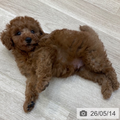 長野県のトイプードル(トイ) (ペットプラス 上田店/2026年3月12日生まれ/男の子/レッド)の子犬の3枚目の画像