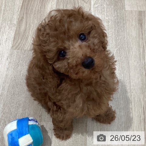 長野県のトイプードル(トイ) (ペットプラス 上田店/2026年3月12日生まれ/男の子/レッド)の子犬の4枚目の画像