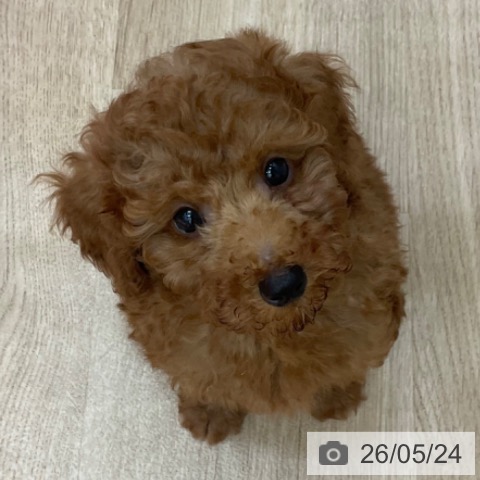長野県のトイプードル(トイ) (ペットプラス 上田店/2026年3月12日生まれ/男の子/レッド)の子犬の3枚目の画像