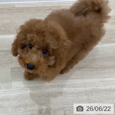 群馬県のトイプードル(トイ) (ペットプラス 前橋店/2026年3月12日生まれ/男の子/レッド)の子犬の4枚目の画像