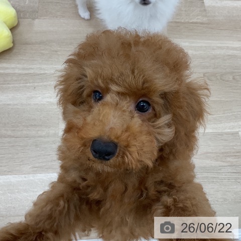 群馬県のトイプードル(トイ) (ペットプラス 前橋店/2026年3月12日生まれ/男の子/レッド)の子犬の3枚目の画像