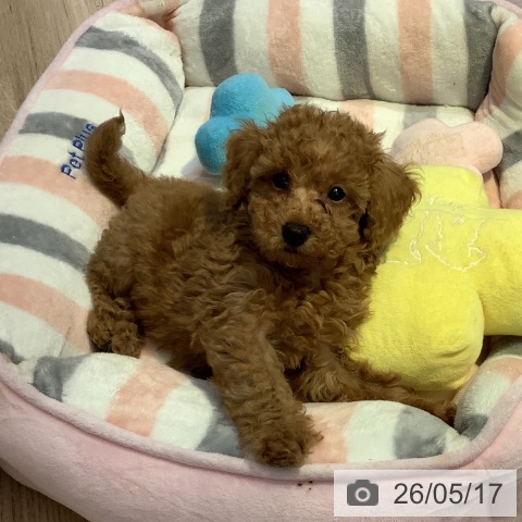 長野県のトイプードル(トイ) (ペットプラス 長野店/2026年3月12日生まれ/男の子/レッド)の子犬の4枚目の画像