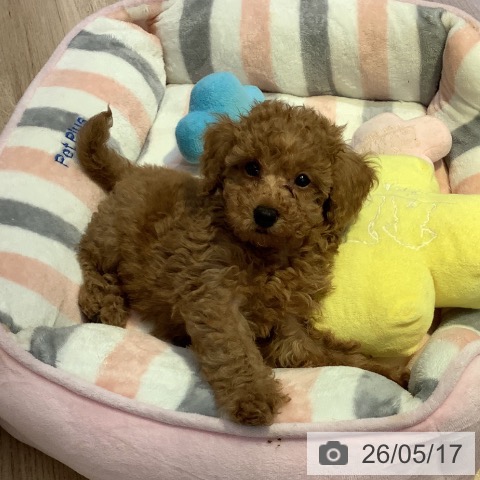 長野県のトイプードル(トイ) (ペットプラス 長野店/2026年3月12日生まれ/男の子/レッド)の子犬の3枚目の画像