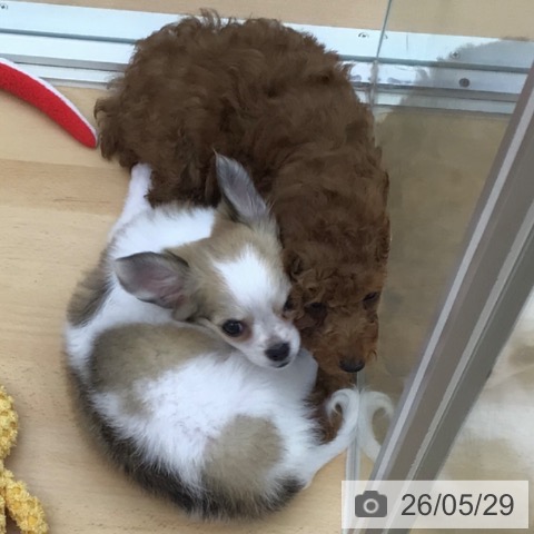 青森県のトイプードル(トイ) (ペットプラス 青森浜田店/2026年3月12日生まれ/女の子/レッド)の子犬の4枚目の画像