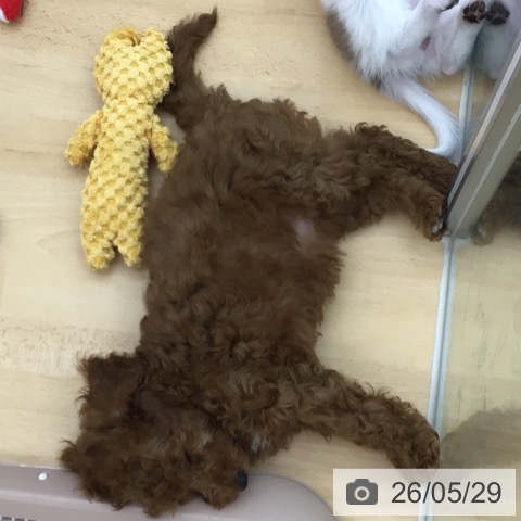 青森県のトイプードル(トイ) (ペットプラス 青森浜田店/2026年3月12日生まれ/女の子/レッド)の子犬の3枚目の画像