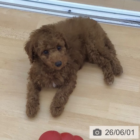 青森県のトイプードル(トイ) (ペットプラス 青森浜田店/2026年3月12日生まれ/女の子/レッド)の子犬の3枚目の画像