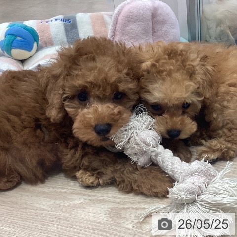 埼玉県のトイプードル(トイ) (ペットプラス 上尾店/2026年3月12日生まれ/女の子/レッド)の子犬の3枚目の画像