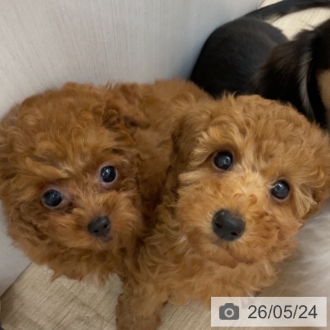 長野県のトイプードル(トイ) (ペットプラス 上田店/2026年3月12日生まれ/女の子/レッド)の子犬の4枚目の画像