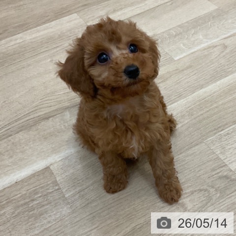 長野県のトイプードル(トイ) (ペットプラス 上田店/2026年3月12日生まれ/女の子/レッド)の子犬の3枚目の画像