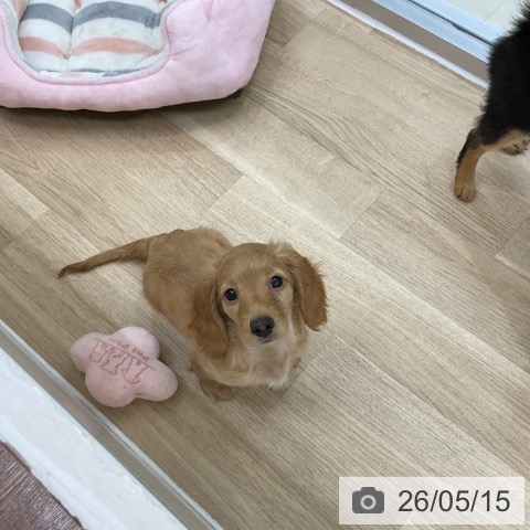 ミニチュア・ダックスフンドの写真