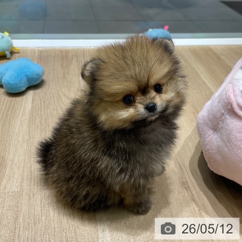 ポメラニアンの写真