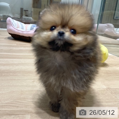 ポメラニアンの写真