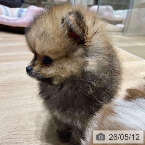 ポメラニアンの写真