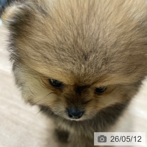 ポメラニアンの写真