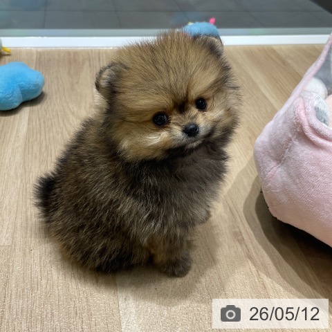 ポメラニアンの写真