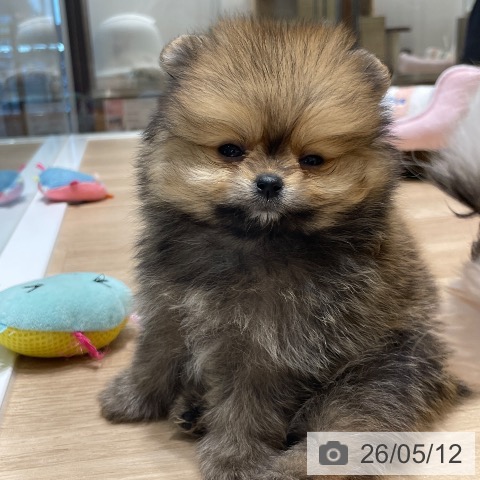 ポメラニアンの写真