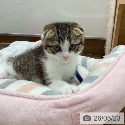 千葉県のスコティッシュフォールド (ペッツワン 千葉ニュータウン店/2026年3月11日生まれ/男の子/ブラウンタビーホワイト)の子猫の3枚目の画像
