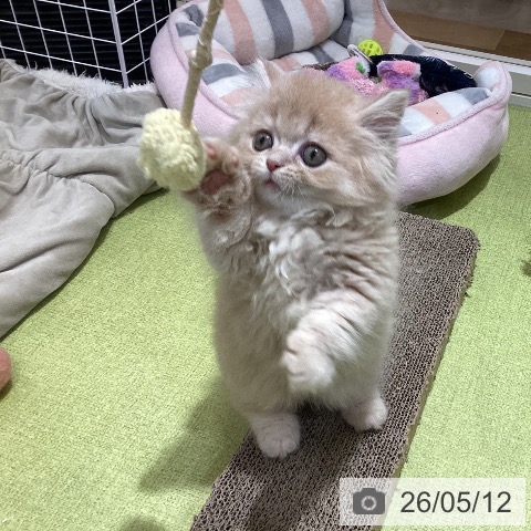 ミヌエットの写真