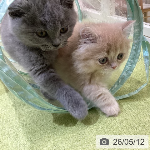 ミヌエットの写真