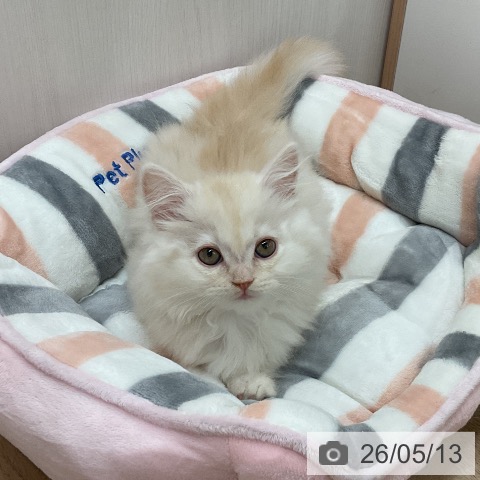 神奈川県のミヌエット (ペットプラス ゆめが丘ソラトス店/2026年3月12日生まれ/女の子/クリームタビー)の子猫の4枚目の画像