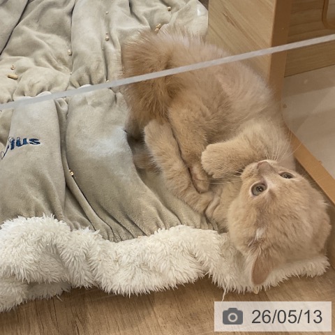 マンチカンの写真