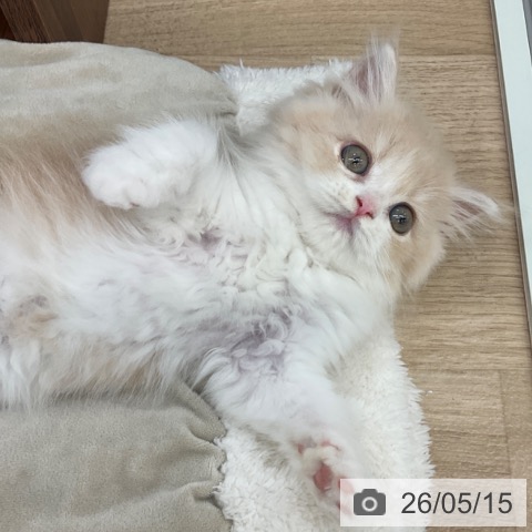 ミヌエットの写真