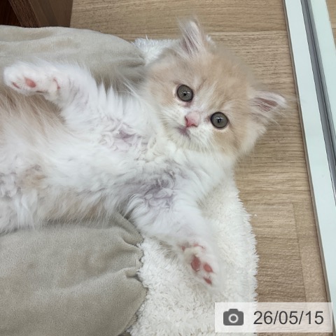 福岡県のミヌエット (ペットプラス 春日店/2026年3月9日生まれ/女の子/クリームタビーホワイト)の子猫の4枚目の画像
