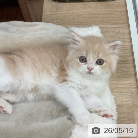 ミヌエットの写真