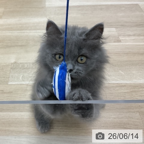 ミヌエットの写真