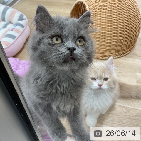 ミヌエットの写真