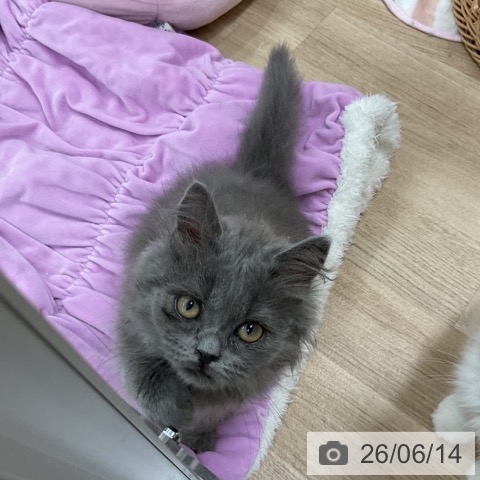 ミヌエットの写真