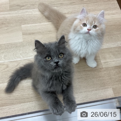 ミヌエットの写真