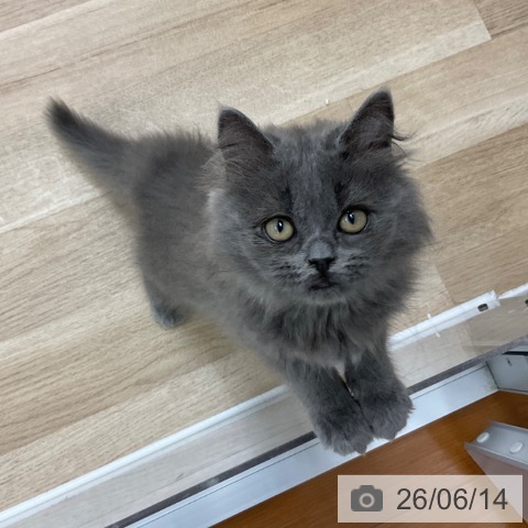 ミヌエットの写真