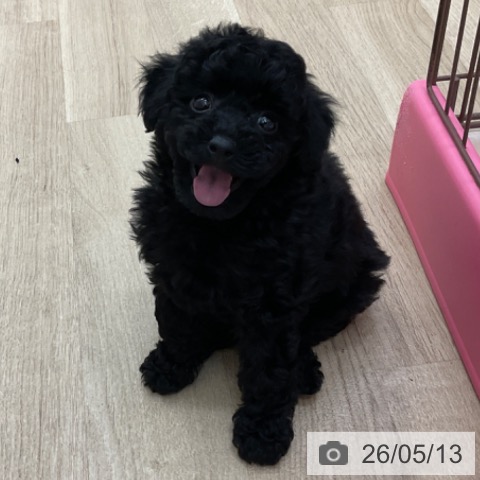 長野県のトイプードル(トイ) (ペットプラス 上田店/2026年3月9日生まれ/男の子/ブラック)の子犬の4枚目の画像
