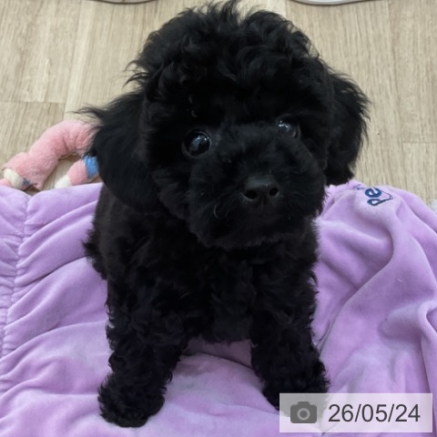長野県のトイプードル(トイ) (ペットプラス 上田店/2026年3月9日生まれ/男の子/ブラック)の子犬の4枚目の画像