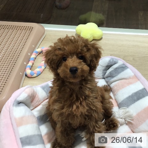 埼玉県のトイプードル(トイ) (ペットプラス 所沢店/2026年3月5日生まれ/男の子/レッド)の子犬の3枚目の画像