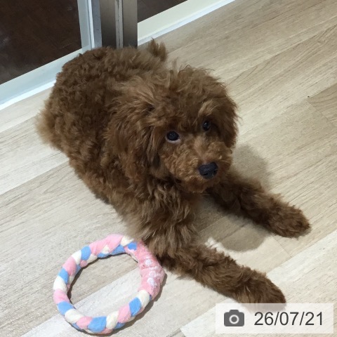 東京都のトイプードル(トイ) (ペッツワン 青梅インター店/2026年3月5日生まれ/男の子/レッド)の子犬の4枚目の画像
