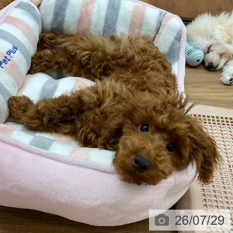 東京都のトイプードル(トイ) (ペッツワン 青梅インター店/2026年3月5日生まれ/男の子/レッド)の子犬の3枚目の画像