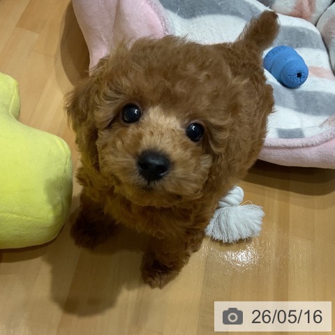 埼玉県のトイプードル(トイ) (ペットプラス 与野店/2026年3月5日生まれ/女の子/レッド)の子犬の3枚目の画像